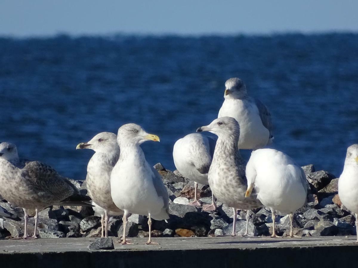 PāvilostaCardinalis Houseアパートメント エクステリア 写真